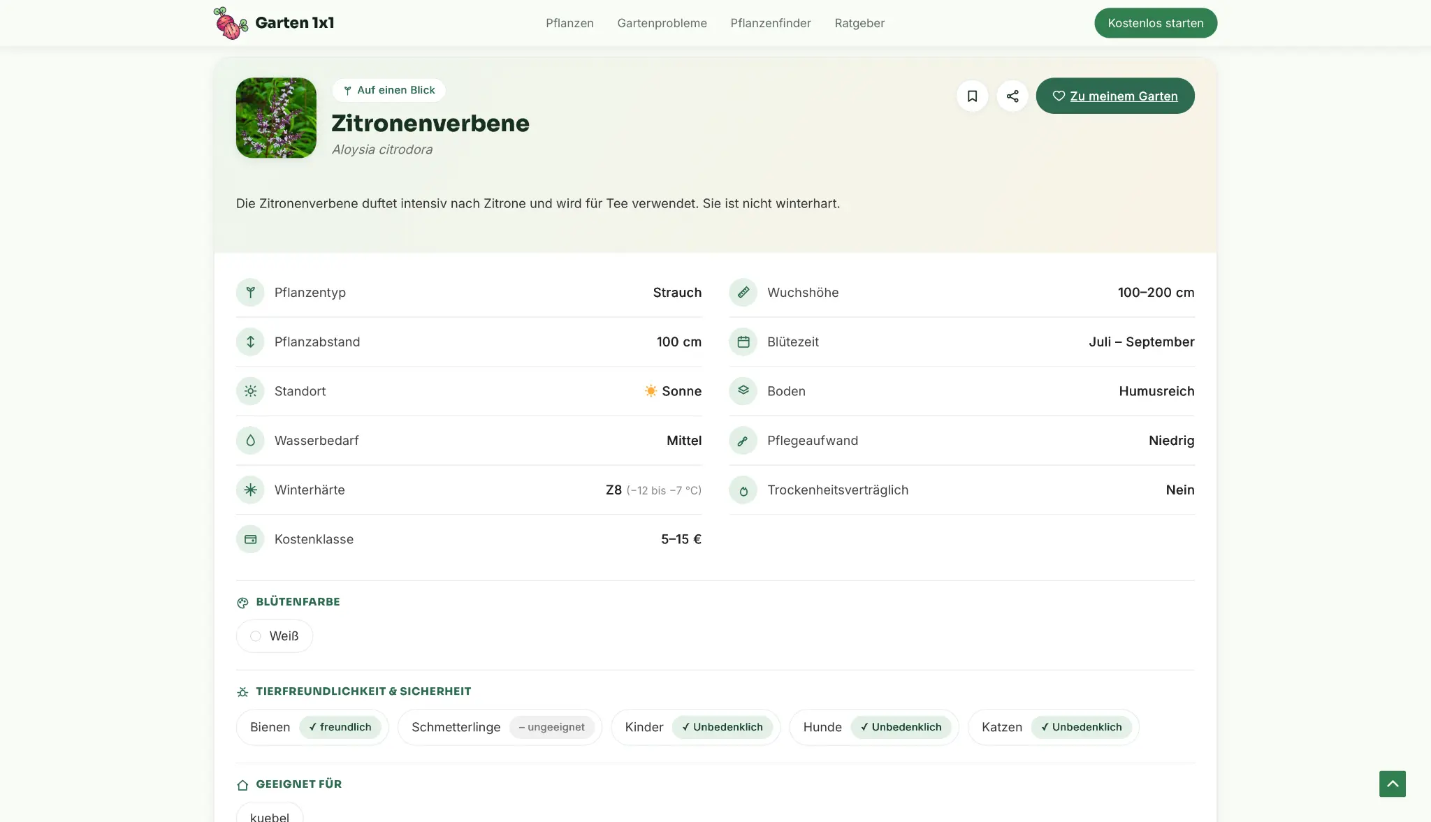 Garten 1x1 Pflanzensteckbrief zur Zitronenverbene